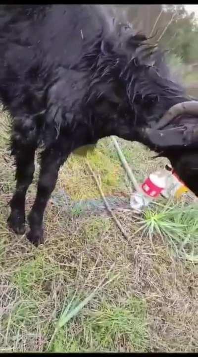 Antalya Döşemealtı'nda sokak köpekleri, 10 adet keçiyi öldürüp yediği iddia ediliyor. Video paylaşan kişi: &quot;Belediyeye bildirdim, hiçbir işlem yapılmadı. Karakola da bildirdim.&quot;