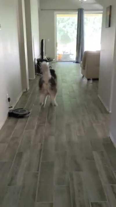 13.5 year old zoomies!