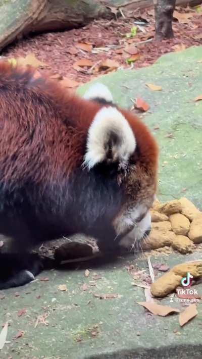 TikTok I made of the Red Panda at Nashville Zoo trying to pick the best biscuit out 