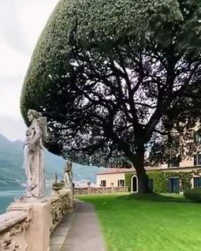 Impressive Holm Oak Known as The Umbrella Tree