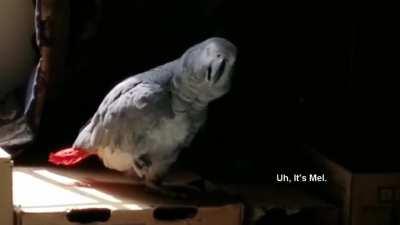 My African Grey, making business calls.