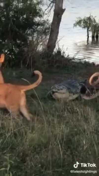 A pride of lions attack a crocodile