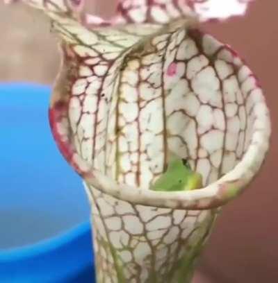 A carnivorous pitcher plant capturing a fly