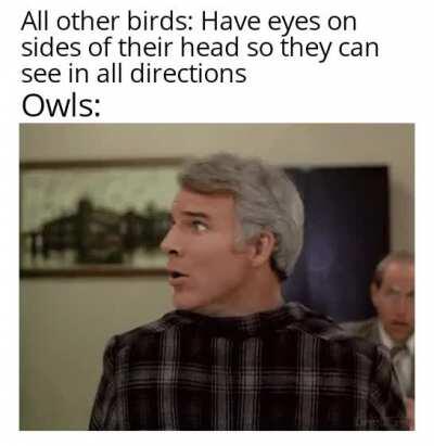 God said fuck you to the owls