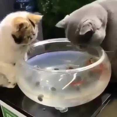 Fish are friends not food