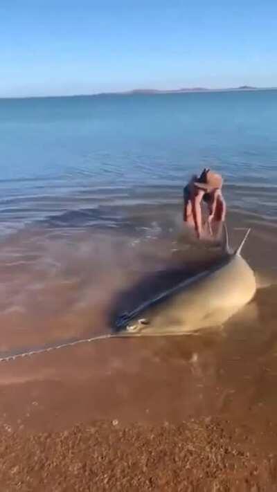 Helping out a sawfish in need