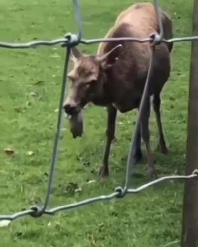 Herbivores sometimes eat meat, case in point, this deer eating a rabbit