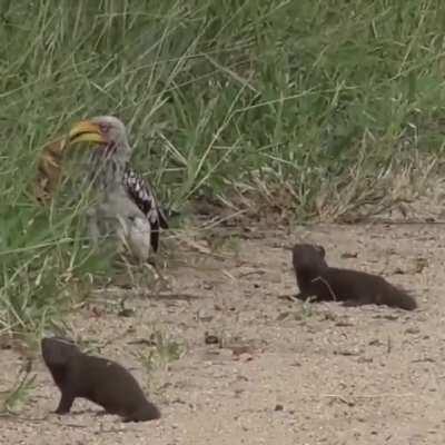 🔥 Dwarf South African Mongoose goofing off and plays dead for the Hornbill