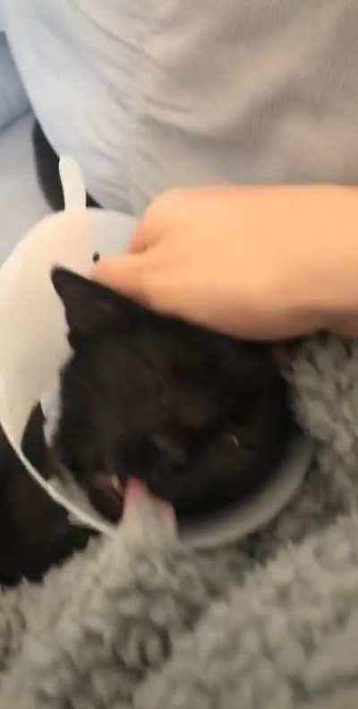 Got his tongue stuck on the blanket. Excuse the cone, little man lost his nuts