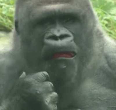 Silverback eating apple.