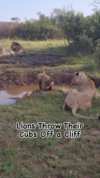 SiCk MoThEr LiOn ThRoWs LiOn CuB oFf GiAnT cLiFf