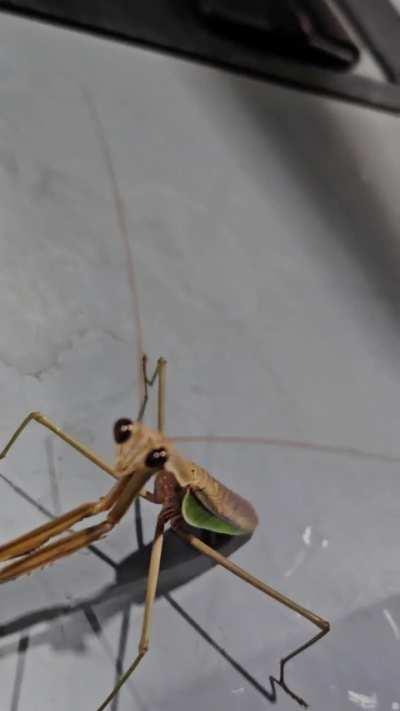 🔥This beautiful Preying Mantis making sure I pay for my fuel