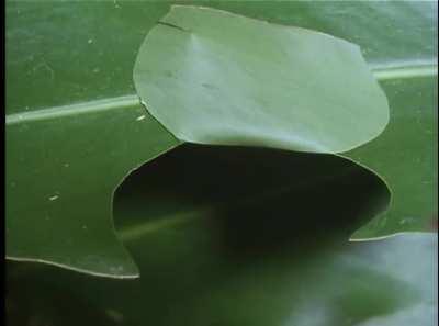 This caterpillar creates a little hut to hide from predators while eating