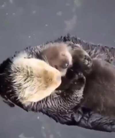 Mama otter making sure baby otter is comfy