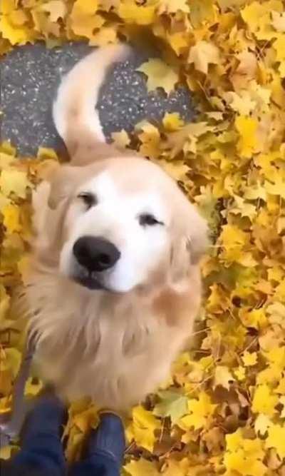 Golden pupper turns into a leaf sweeper when he's happy