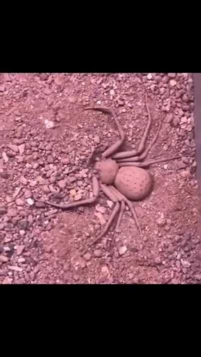 The camouflage of this spider