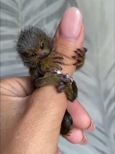 The pygmy marmoset is native to rainforests of the western Amazon Basin in South America. It is notable for being the smallest monkey and one of the smallest primates in the world, at just over 100 grams.