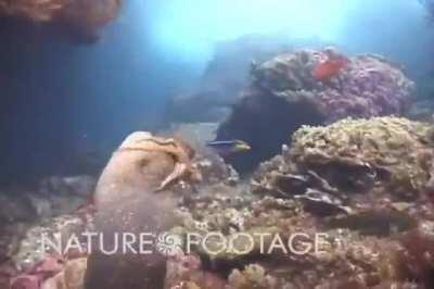 🔥 Octopus rides moray eel to avoid its attack