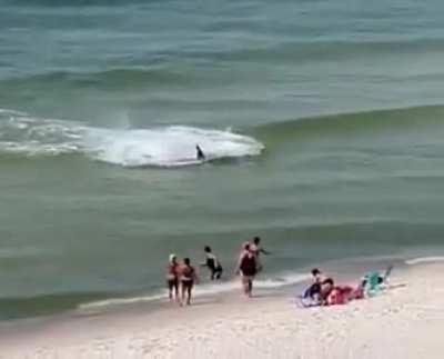 Huge hammerhead going all out while chasing down stingrays as onlookers marvel, Orange Beach, Alabama