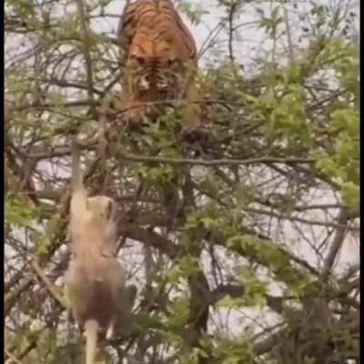 🔥 didn't know tigers could climb that high