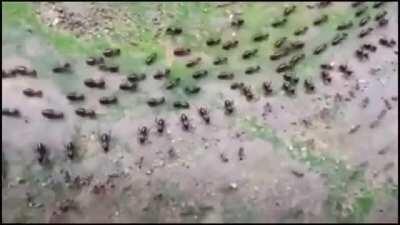 A termite road (above) and an ants road (below) both protected by a row of their soldiers in a confrontation without fighting