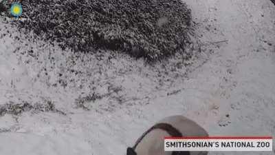 Pandas take themselves tabogganing