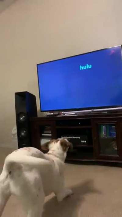 My Doggo waiting impatiently in hopes the Hulu logo hits the corner