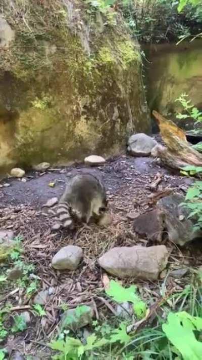 Raccoon straight up losing it over a banana peel.