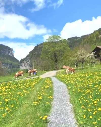 Springtime - Lauterbrunnen Valley.