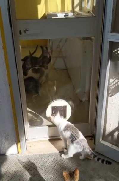 Inviting the neighborhood cats for lunch