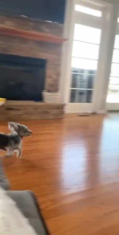 My friends dogs doing a dance to get to know each other.