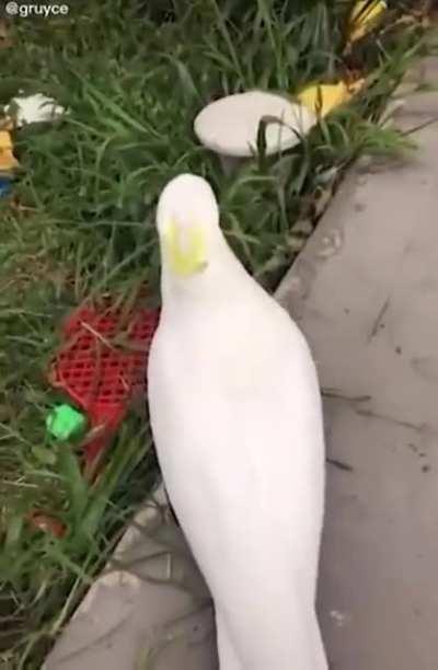 Poor boi