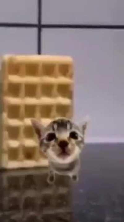 Kibby doesn’t like the waffle ig