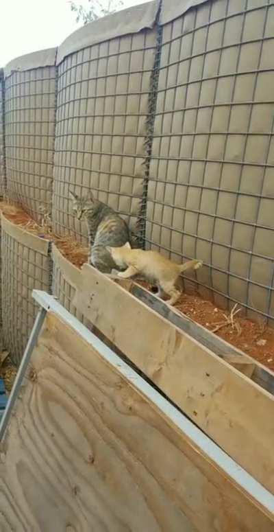 Deployment cats - Somalia late 2010s