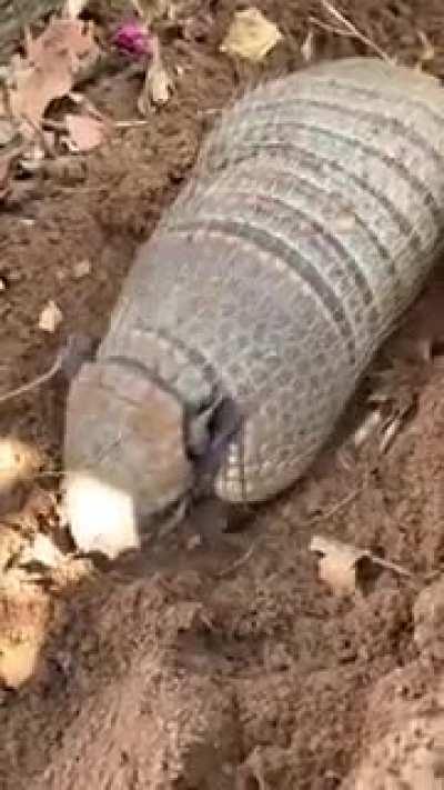 Armadillo taking a nap