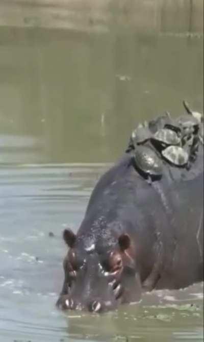 Turtles taking cover on hippo's back.