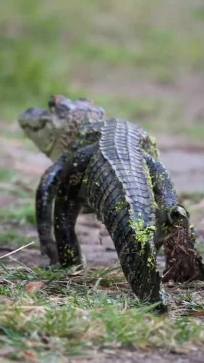 🔥 Juvenile Gator walking like a dinosaur. Alligators grow an average of 12