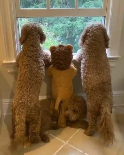 Day 32, they invited me to watch the window with them...