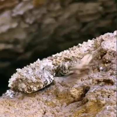 🔥 Spider-tailed horned viper