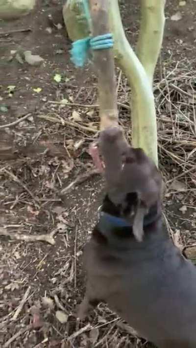 After walking past a million other sticks. He wanted this one.