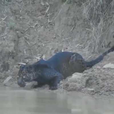 🔥 Black panther drinking some water