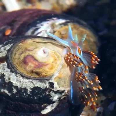 🔥 Opalescent Nudibranch