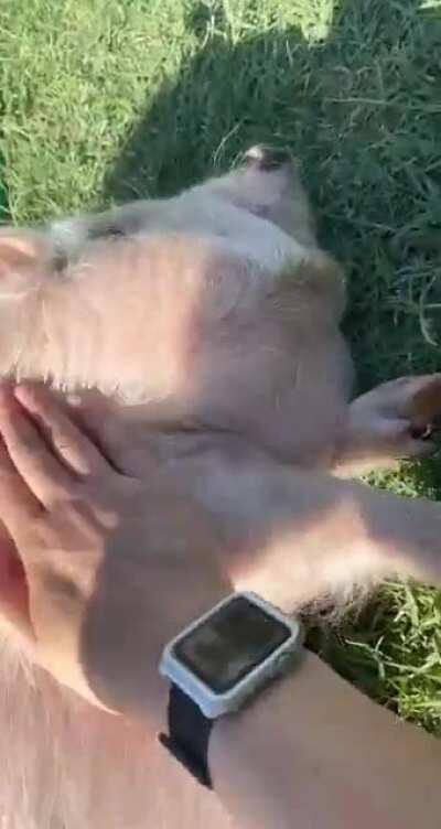 A video from my TikTok series on what I can use to get Penny to fall over for belly rubs 💖🐷