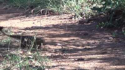 A mongoose show off it's agility against a black mamba