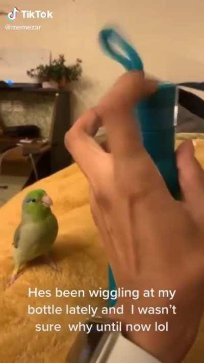 This cute bird!