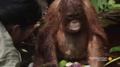 Teaching an orphaned orangutan to scoop water as part of rehabilitation.