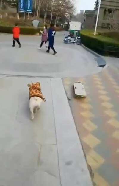 follow that skateboarding dog