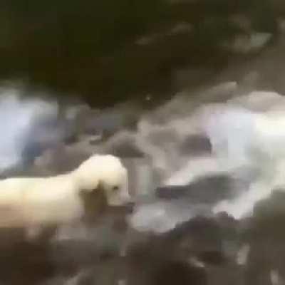 Dog catches huge catfish and drags it out of a lake! ... What a great fishing buddy!