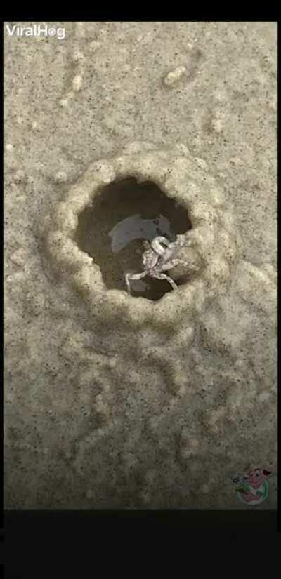 This crab building its home.