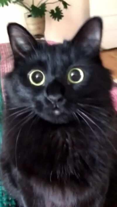 This cats eyes.